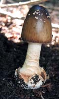 A young Amanita brunnescens shows how dark brown some caps can be and exhibits two clefts in the bulb.